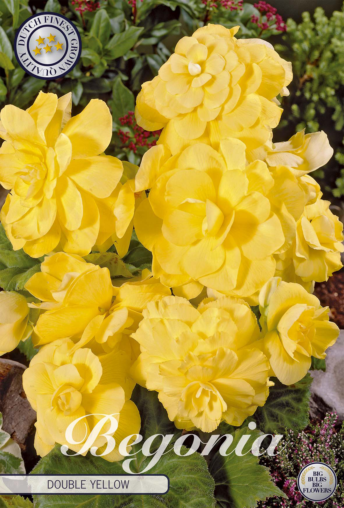 Begonia Double Yellow