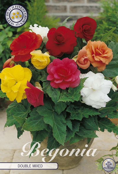 Begonias