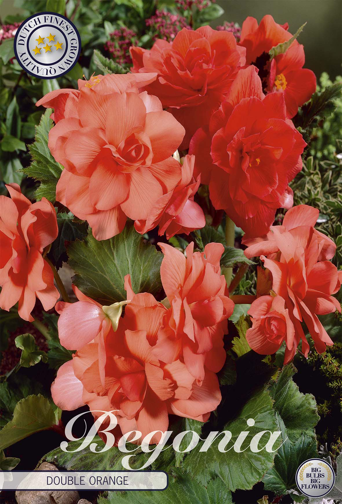 Begonia Double Orange