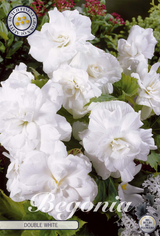 Begonia White