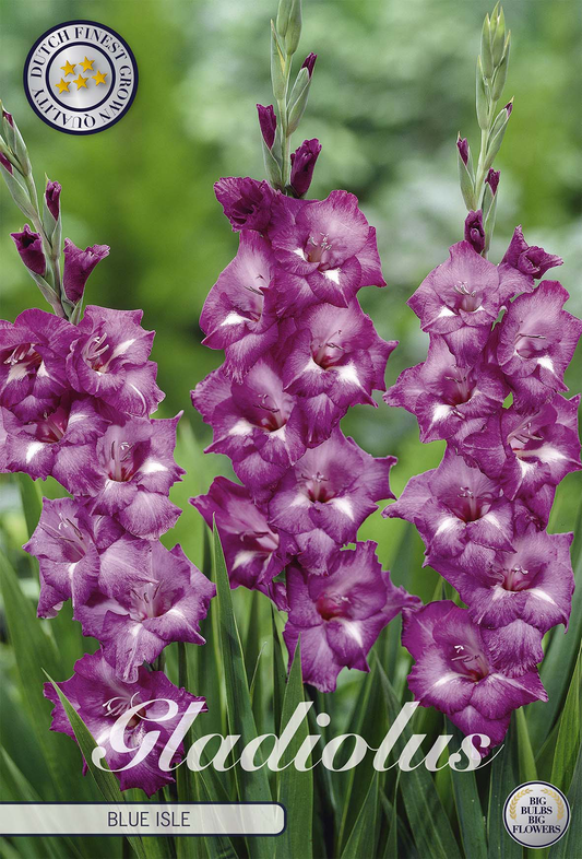 Gladiolus Blue Isle
