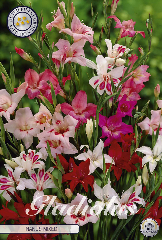 Gladiolus Nanus Mixed