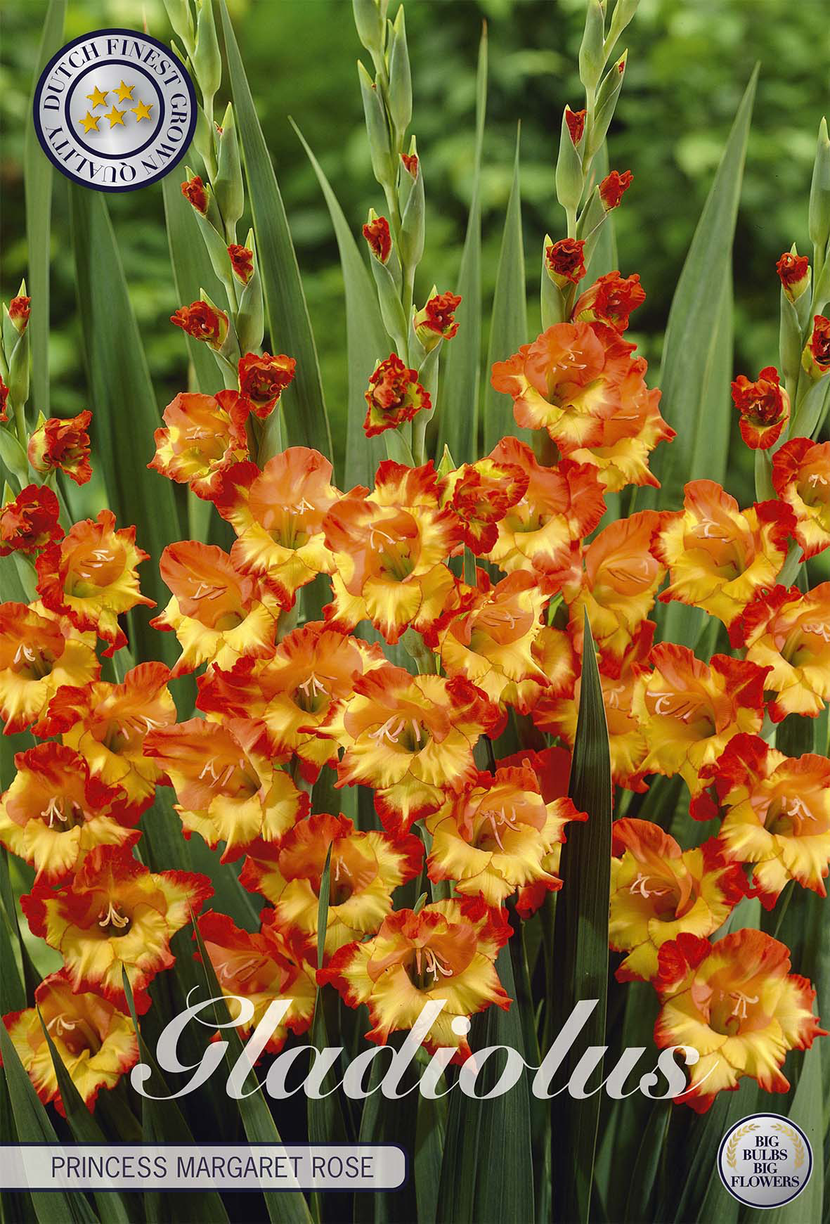 Gladiolus Princess Margaret Rose
