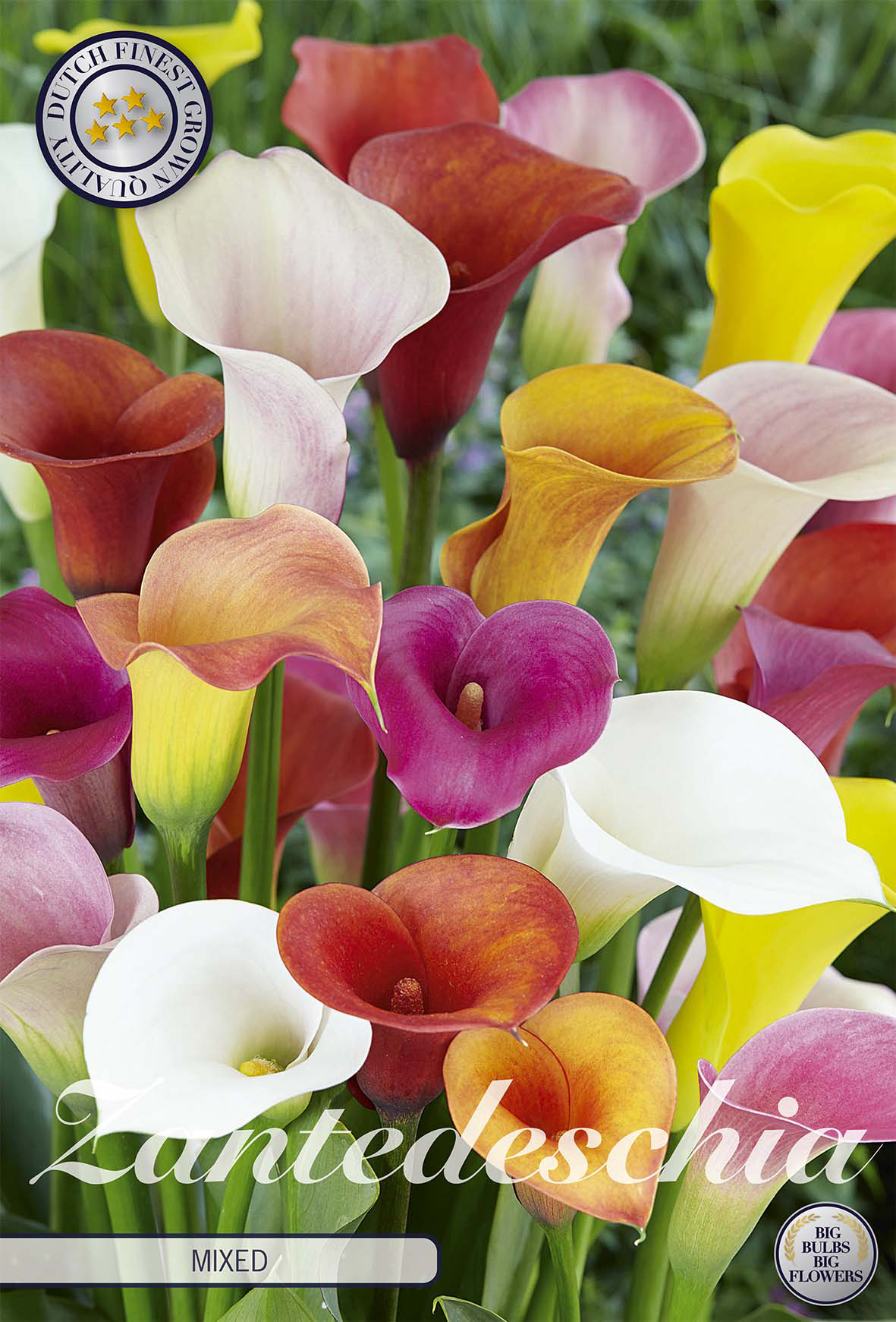 Zantedeschia Mixed