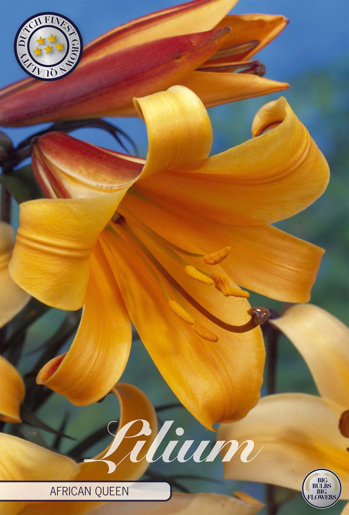 Lily bulbs