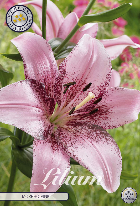 Lilium Morpho Pink