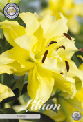 Lilium Tomos