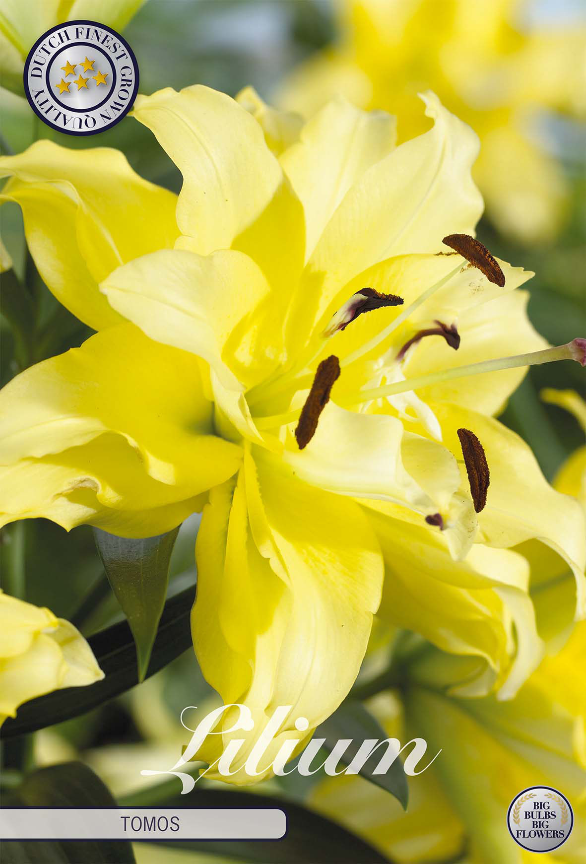 Lilium Tomos