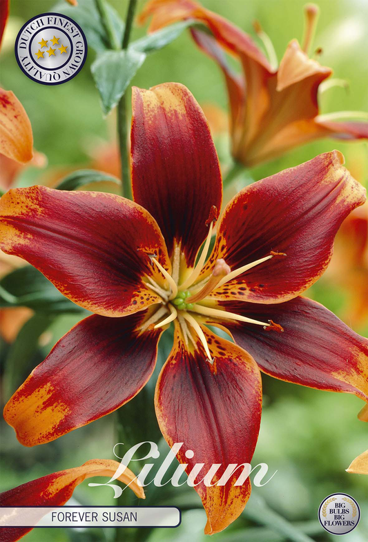 Lilium Forever Susan