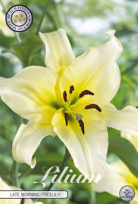 Lilium Late Morning