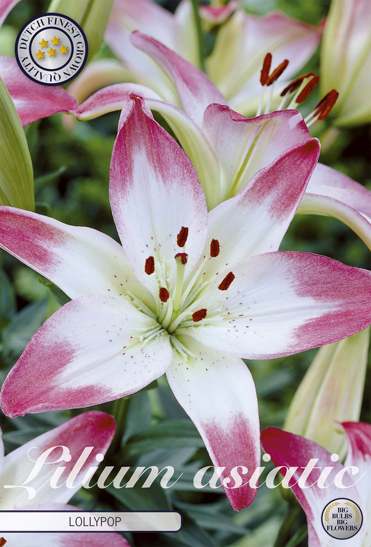 Lilium Lollypop