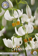 Lilium Martagon Snowy Morning