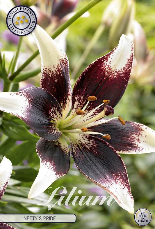 Lilium Nettys Pride