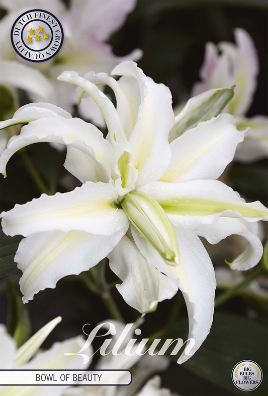 Lilium Bowl of Beauty