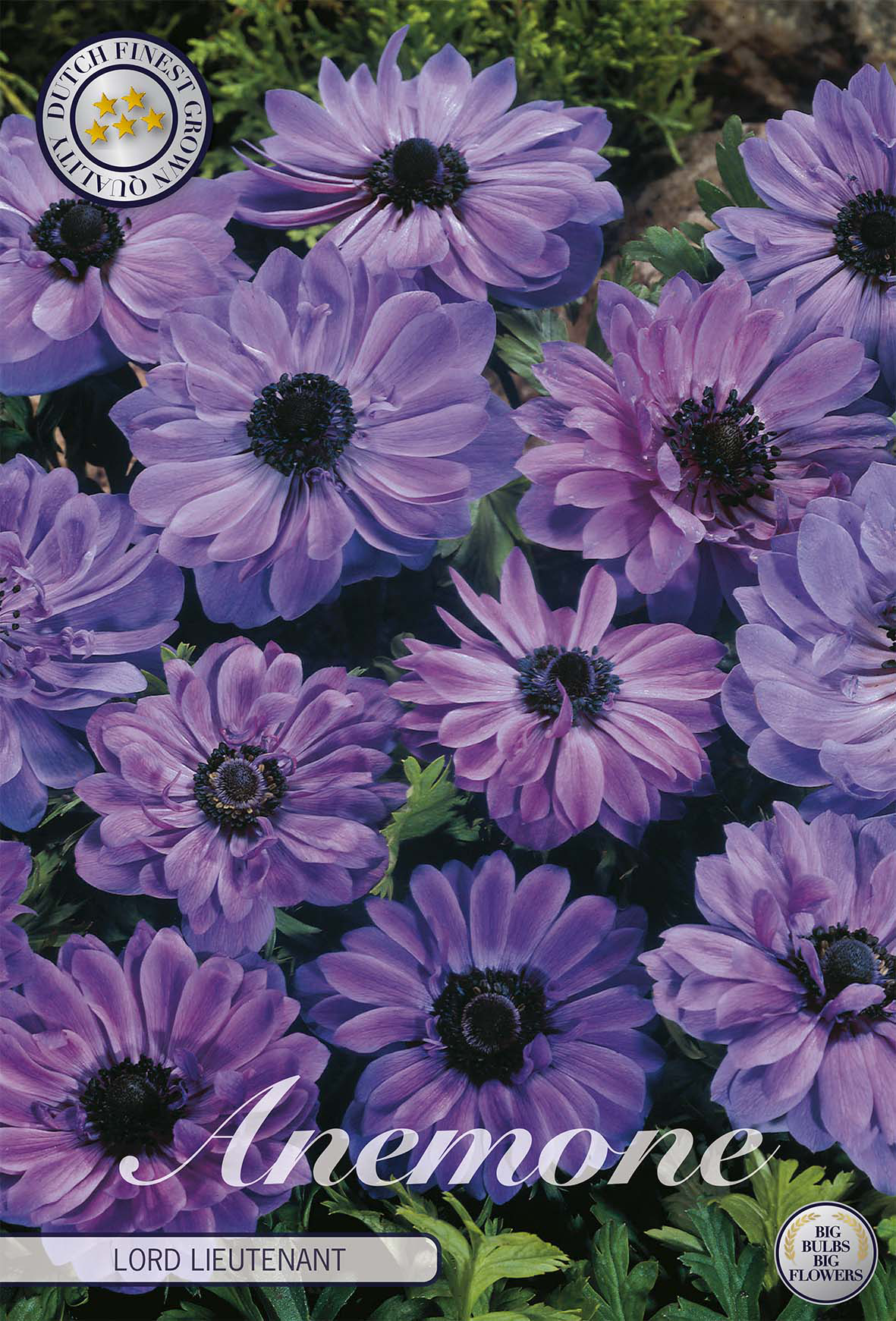 Anemone Coronaria Lord Lieutenant