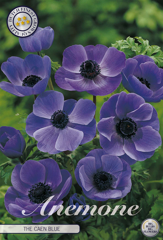 Anemone Coronaria The Caen Blue