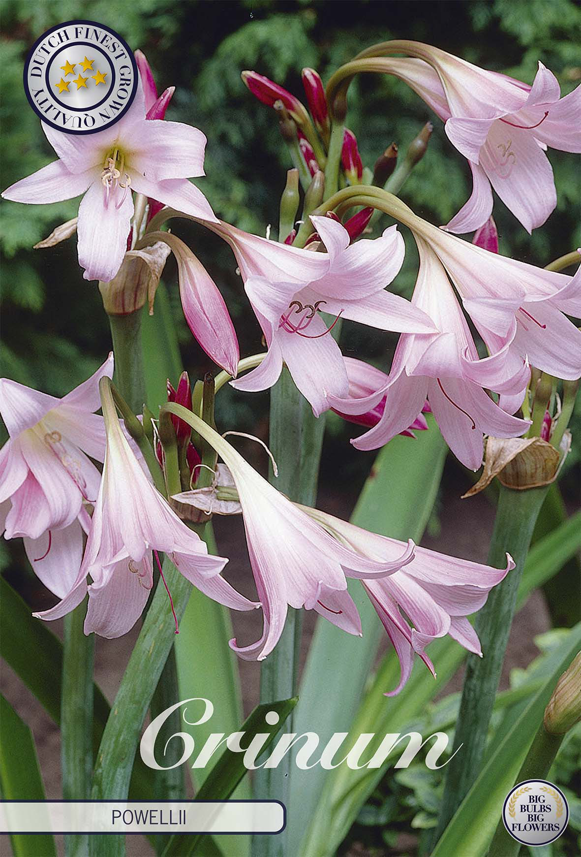Crinum Powellii
