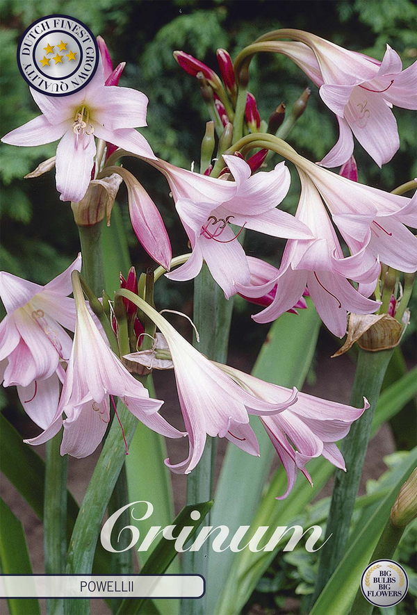 Crinum Powellii