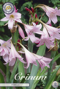 Crinum Powelii