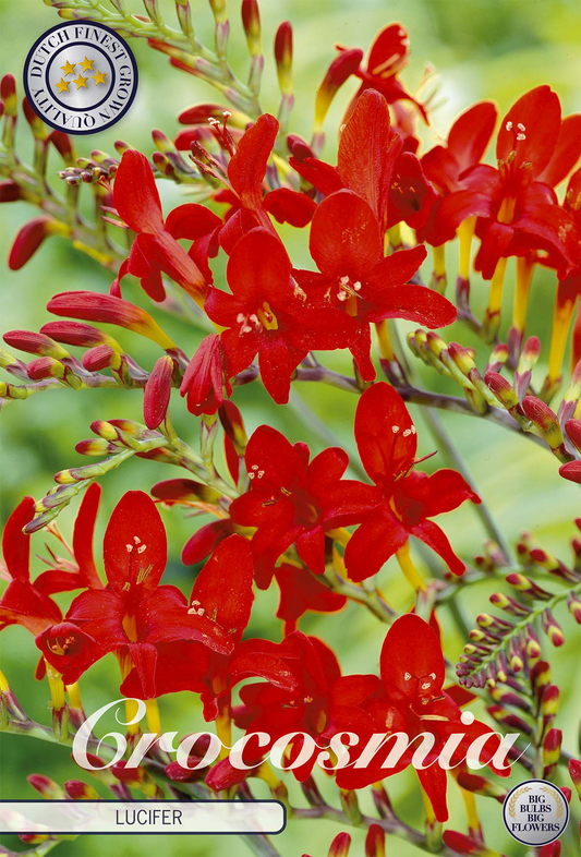 Crocosmia Lucifer