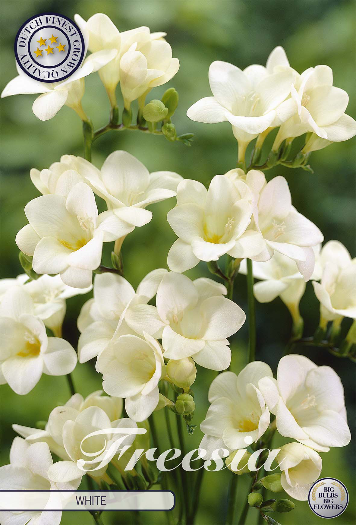 Freesia White