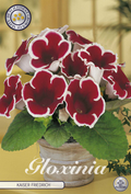 Gloxinia Kaiser Friedrich