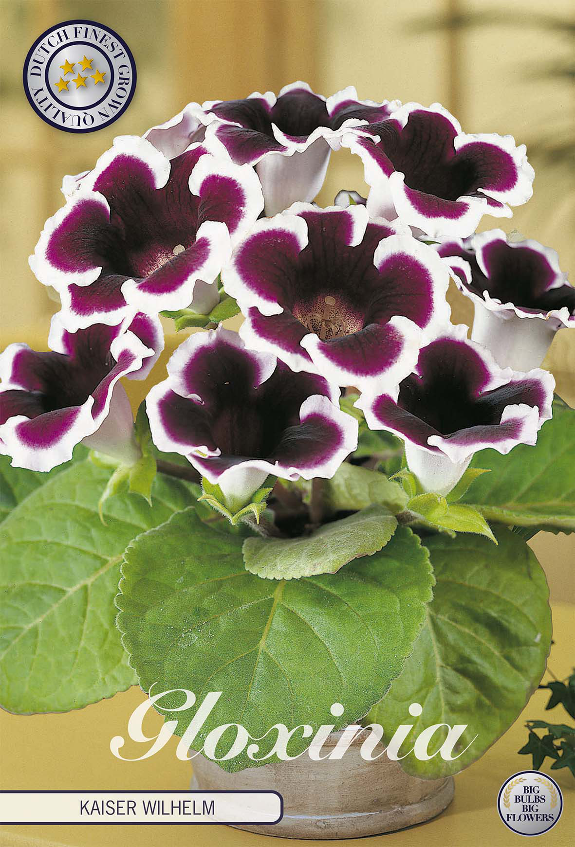 Gloxinia Kaiser Wilhelm