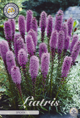 Liatris Spicata