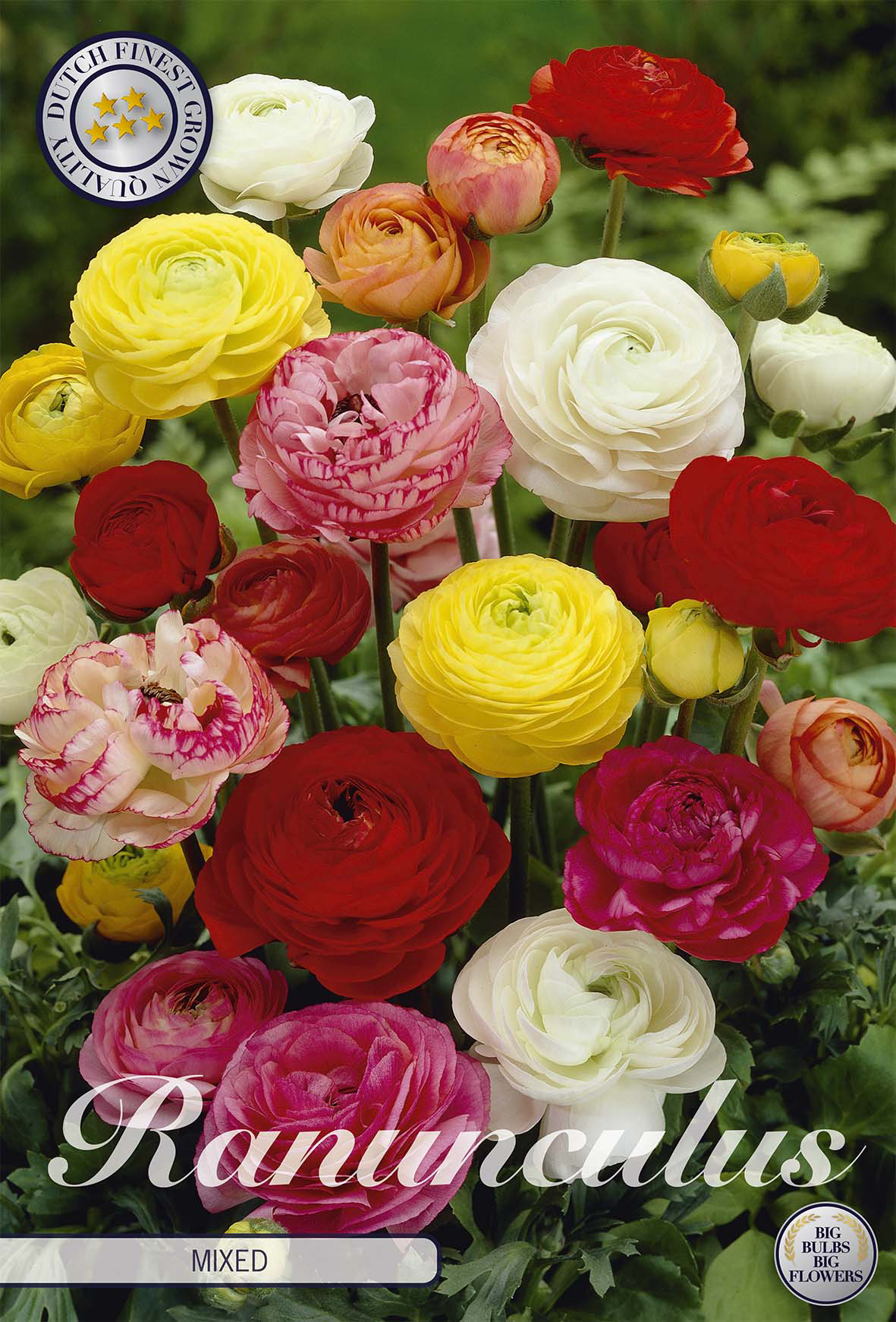 Ranunculus Mixed