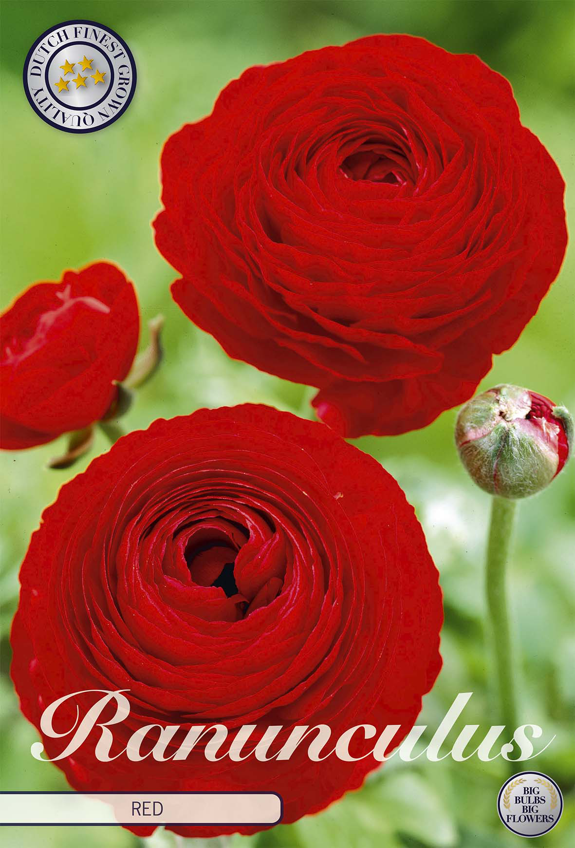 Ranunculus Red