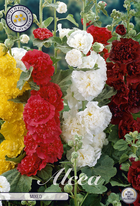 Alcea Mixed