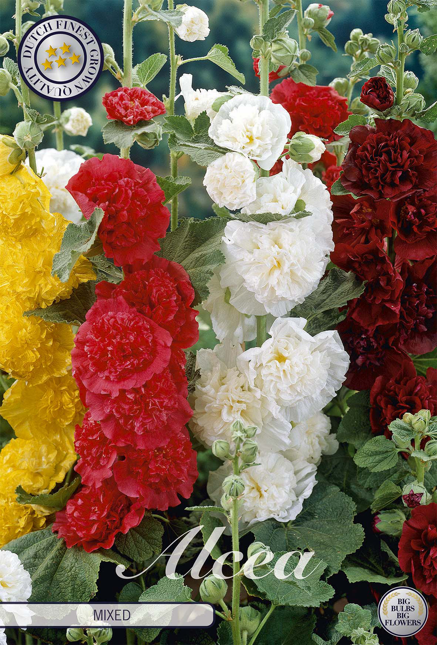 Alcea Mixed