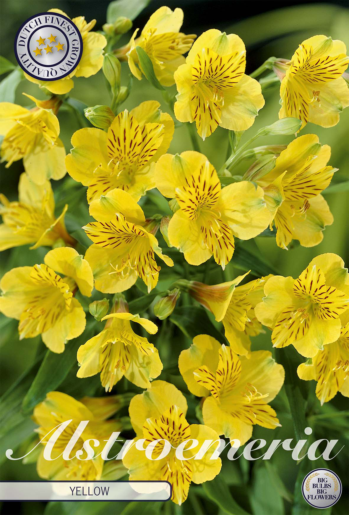 Alstroemeria Yellow