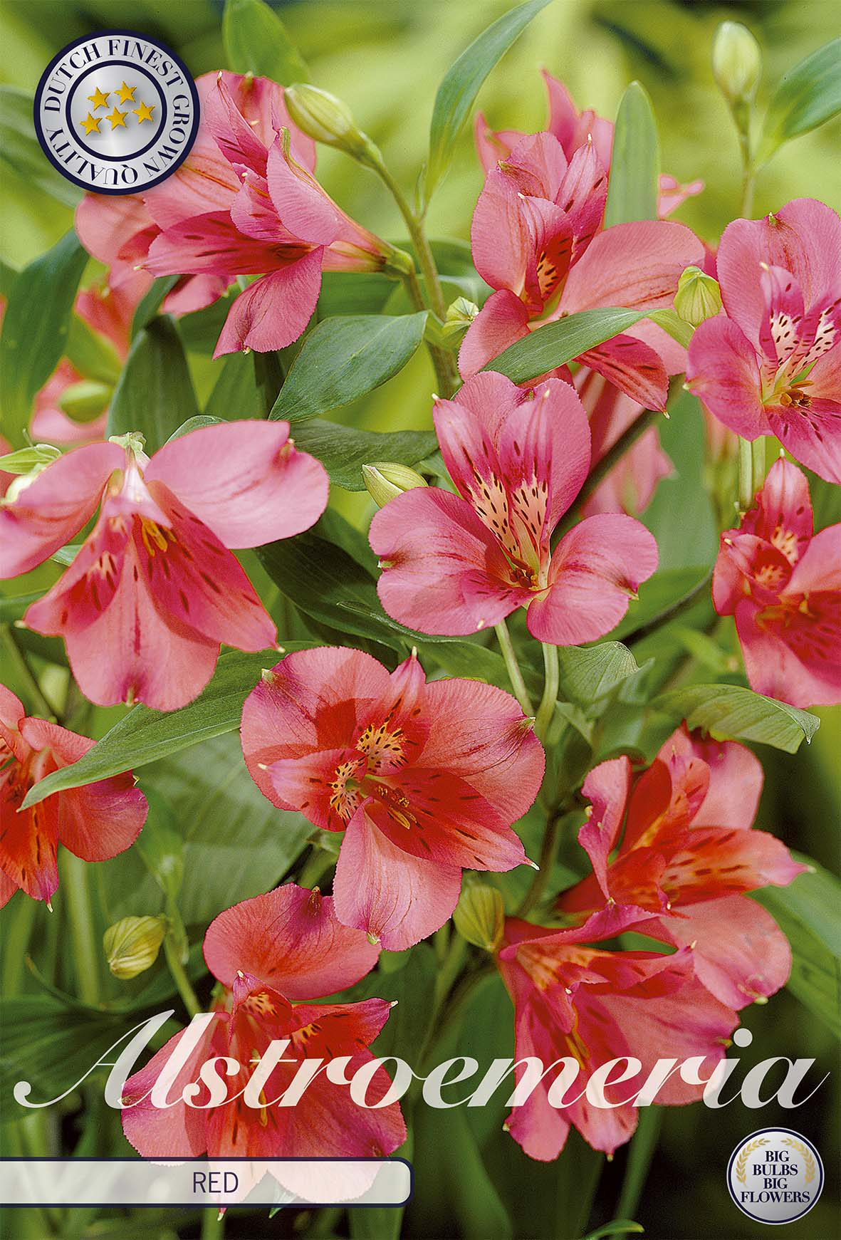 Alstroemeria Red