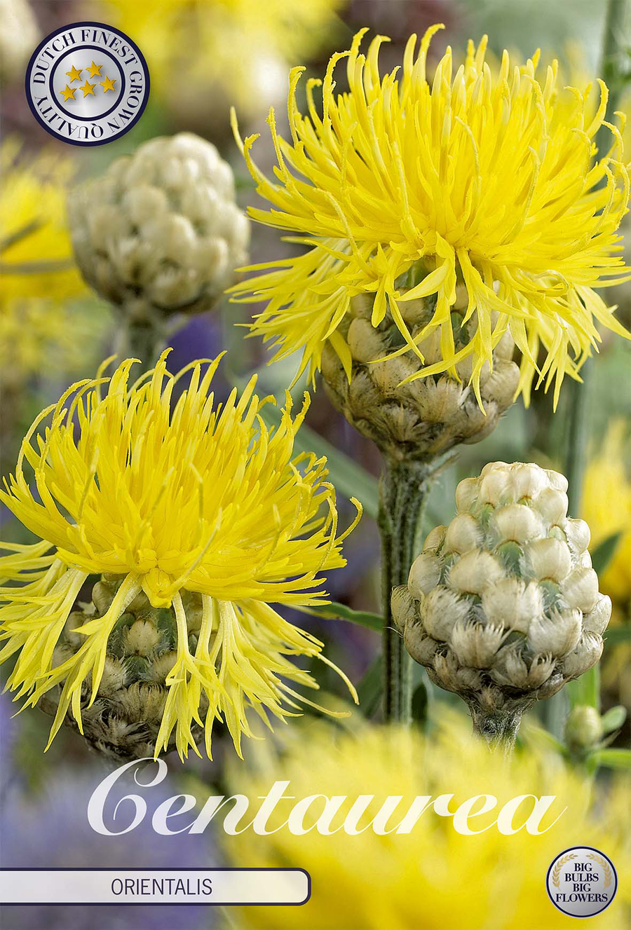Centaurea Orientalis