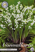 Convallaria Majalis