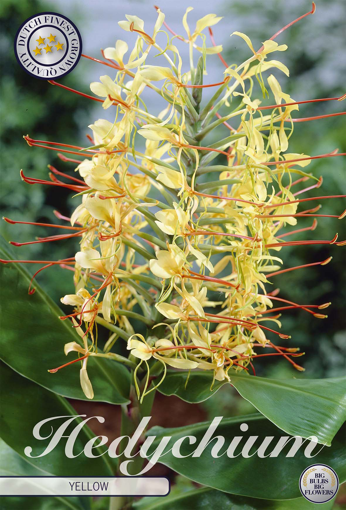 Hedychium Yellow