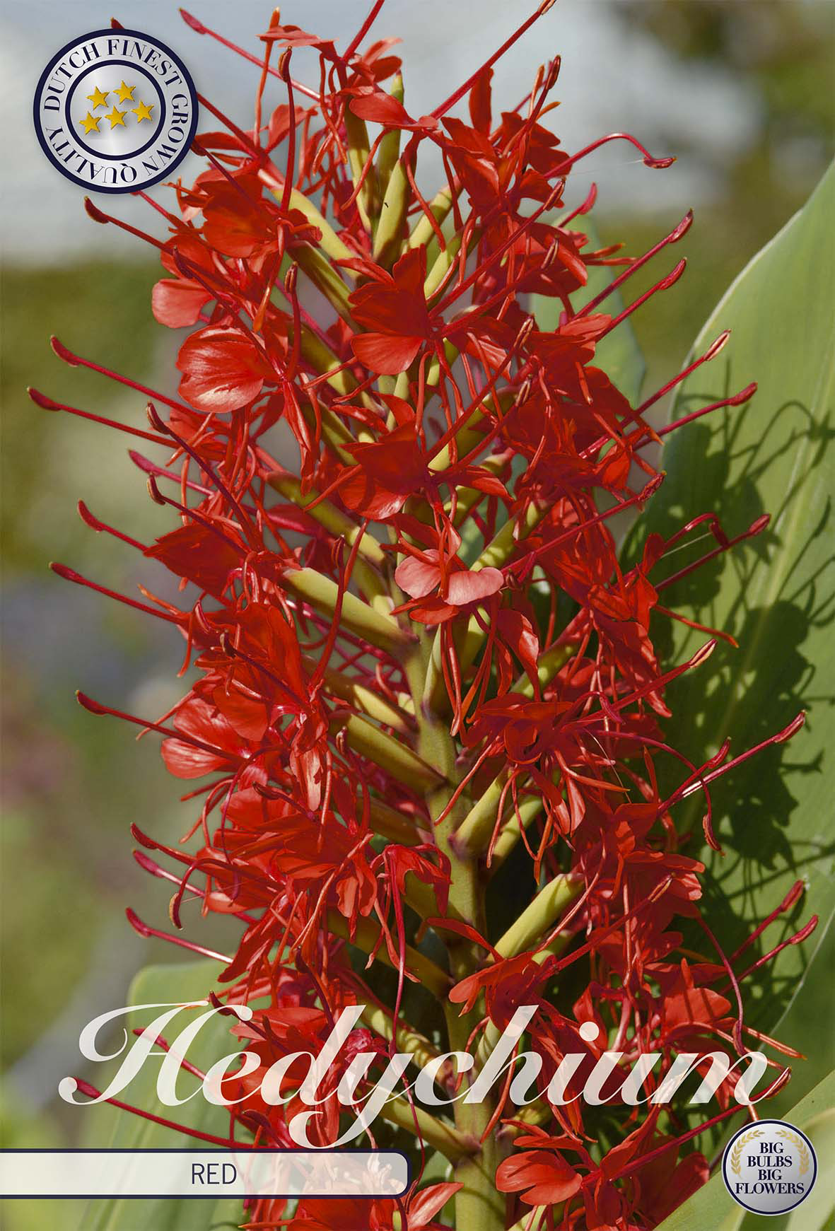 Hedychium Red