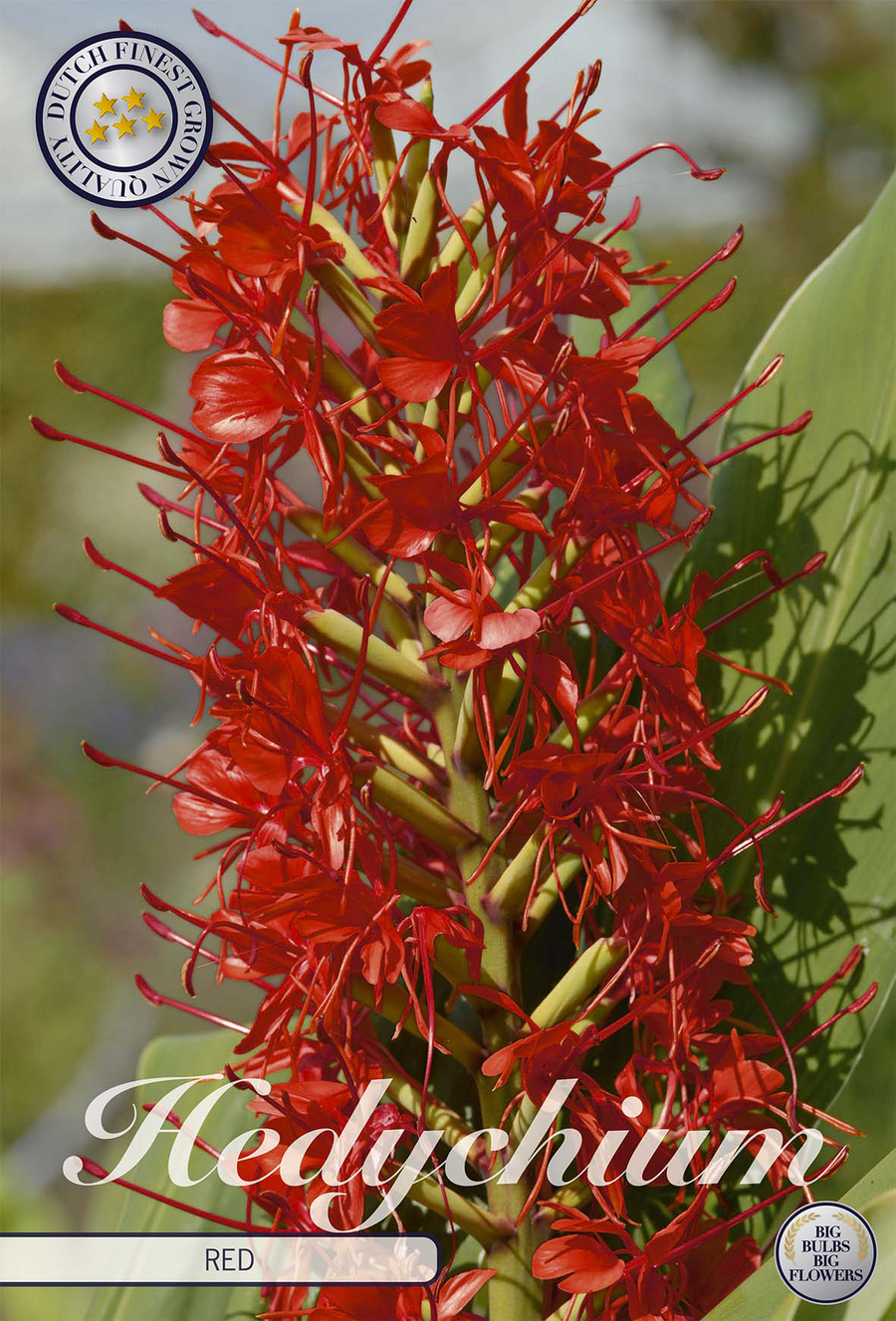 Hedychium Red