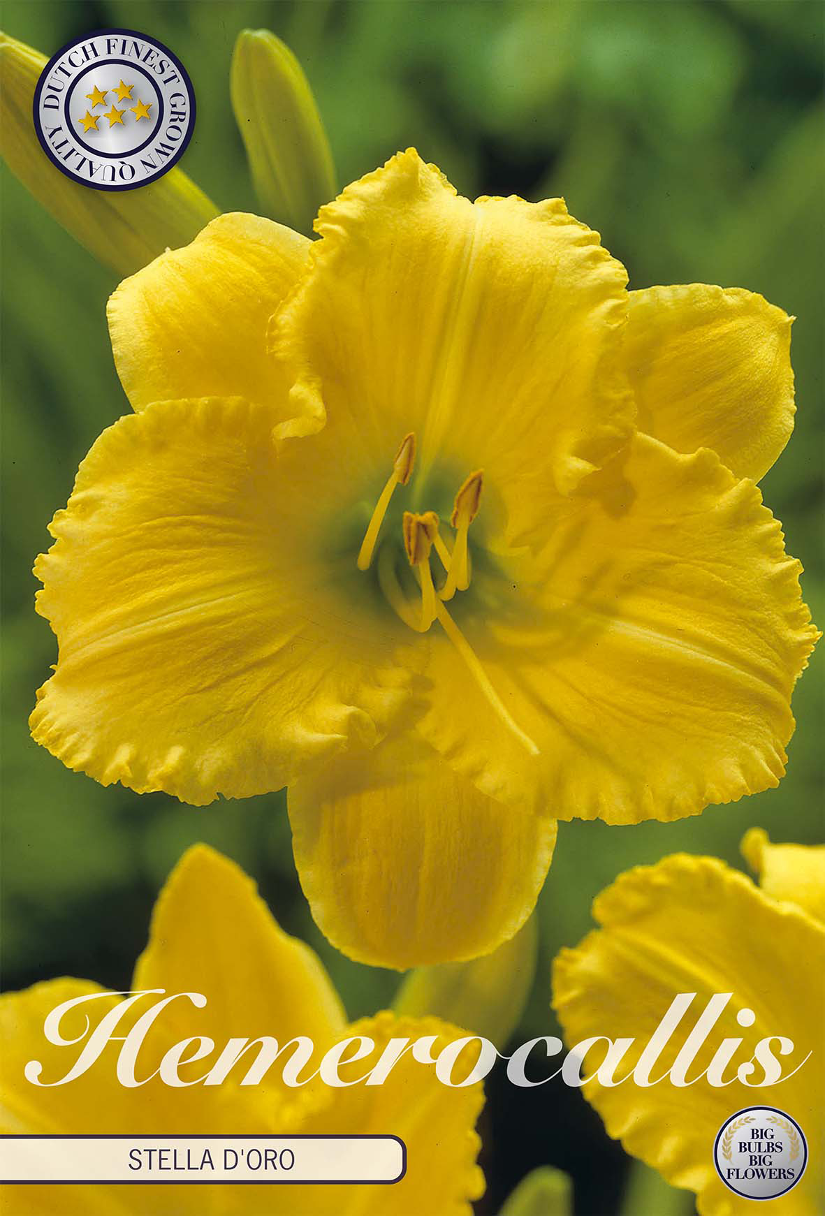 Hemerocallis Stella d'Oro