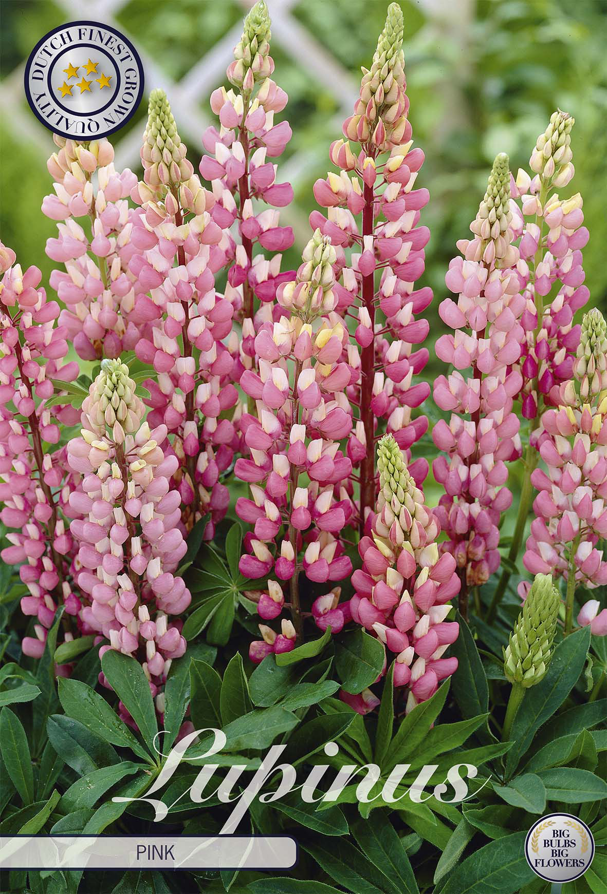 Lupinus Pink