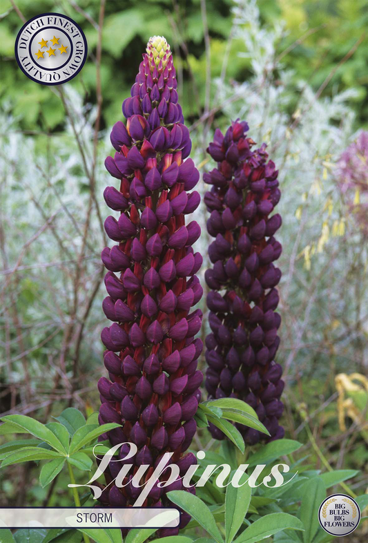 Lupinus Storm