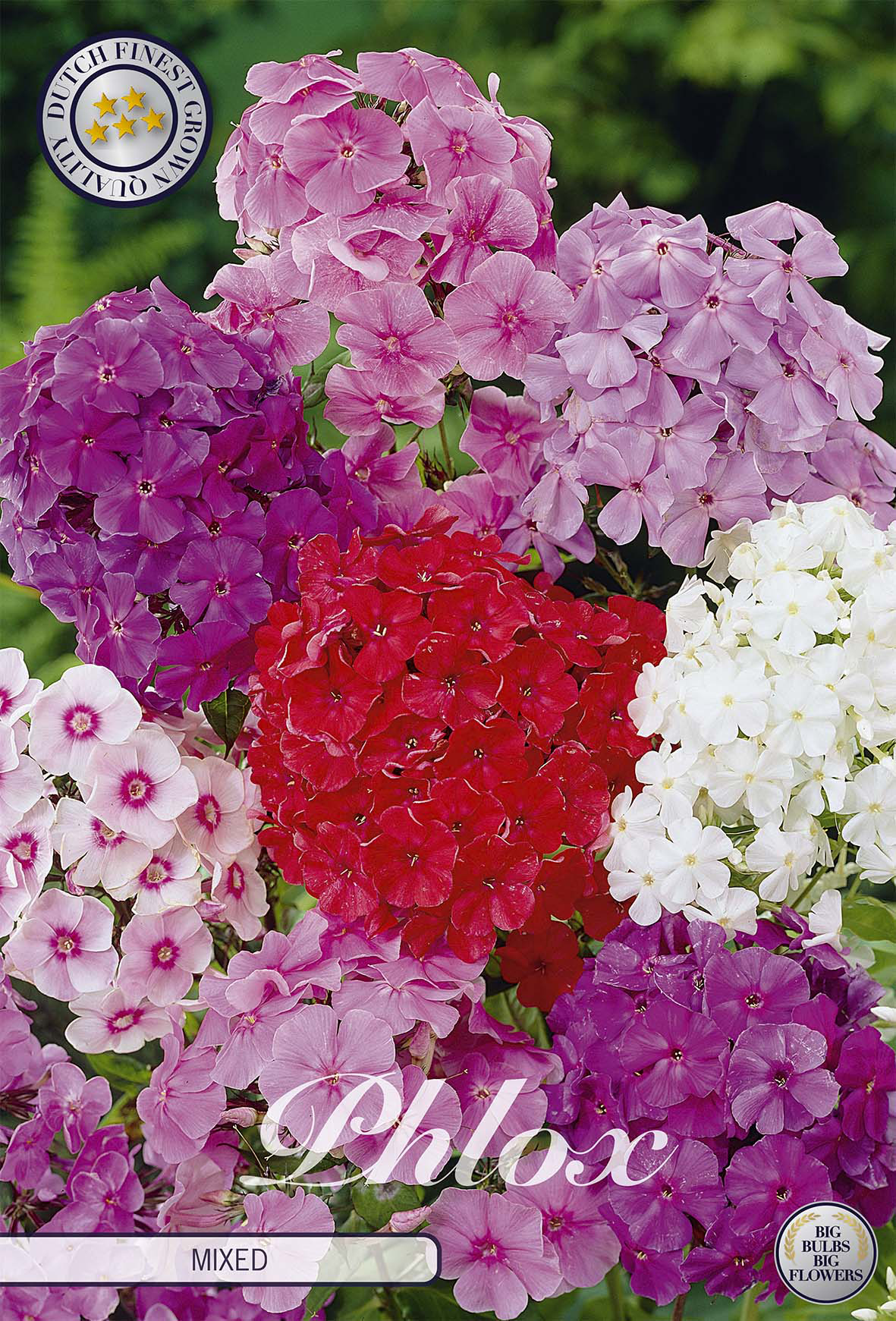 Phlox Mixed