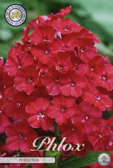 Phlox Perfection