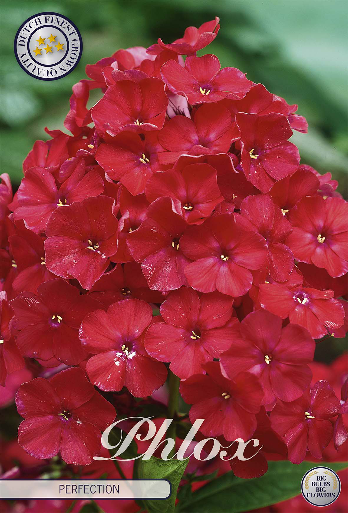 Phlox Perfection
