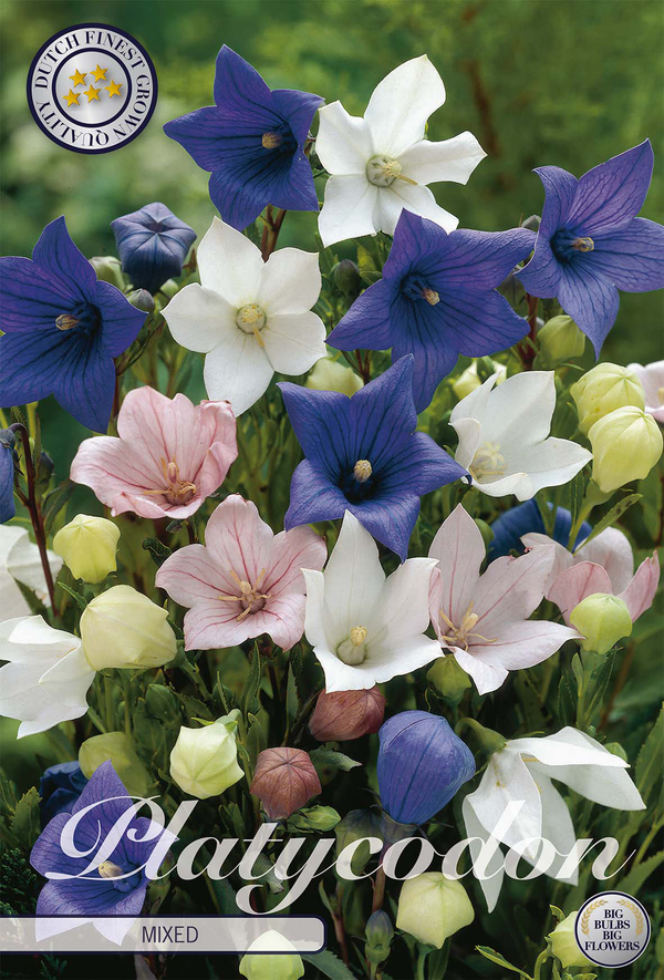 Platycodon Mixed
