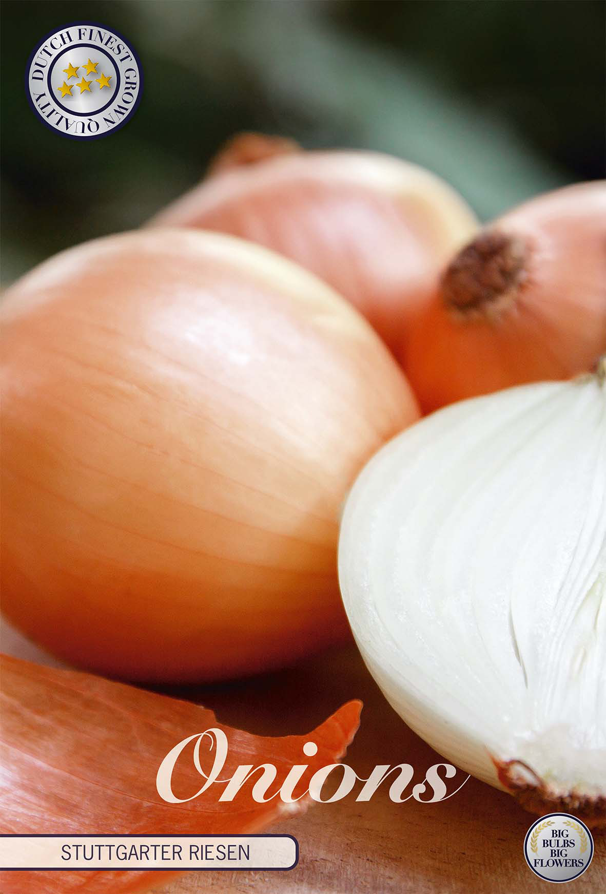 Onion Stuttgarter Riesen