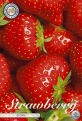Strawberry Ostara