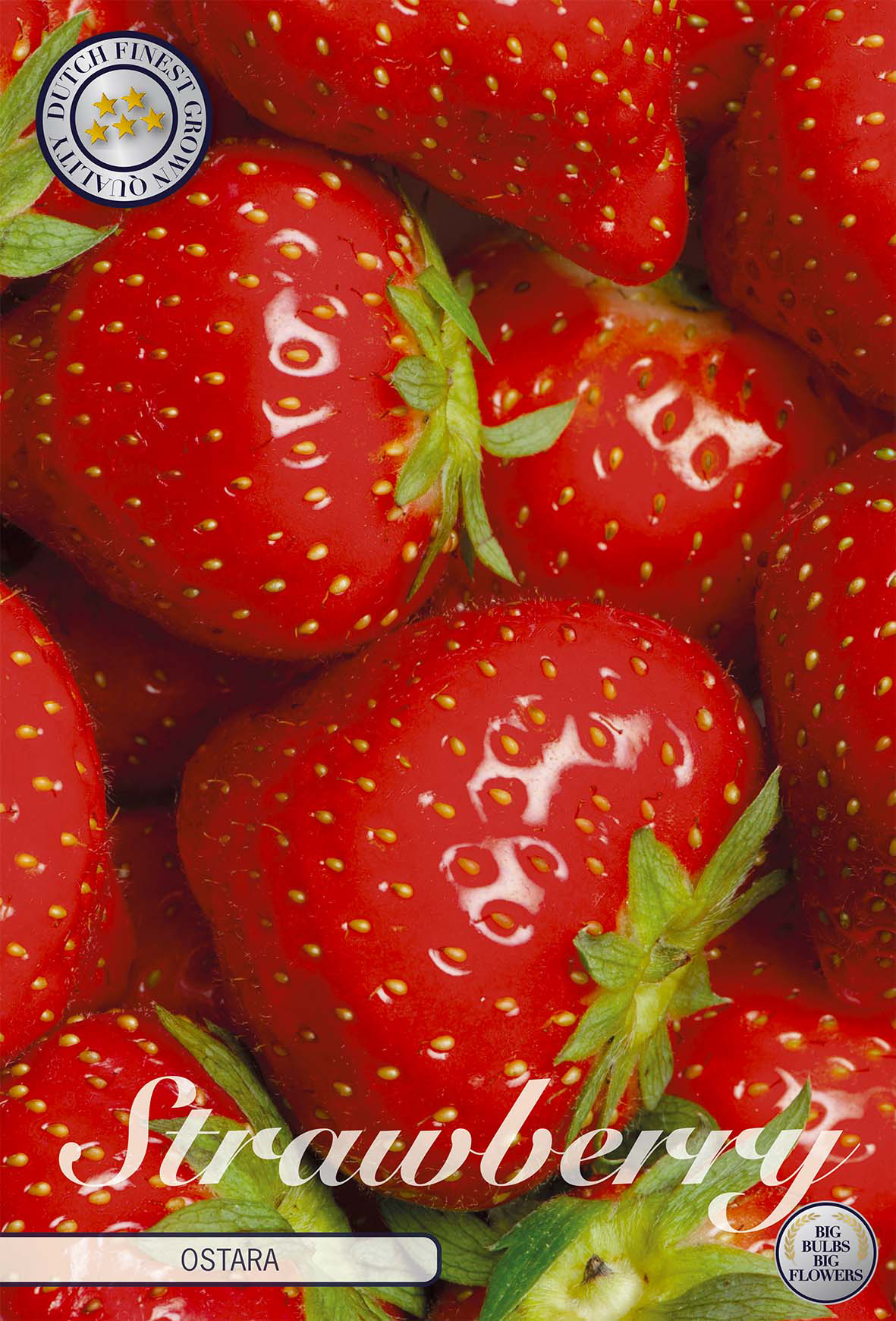 Strawberry Ostara