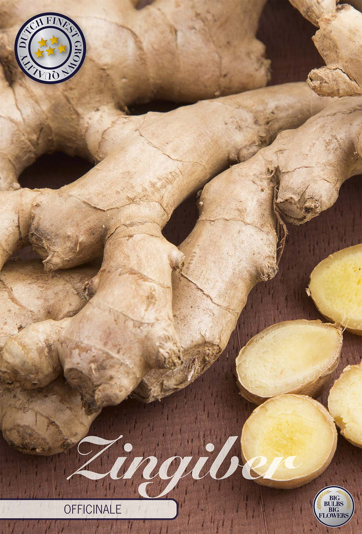 Zingiber Officinale